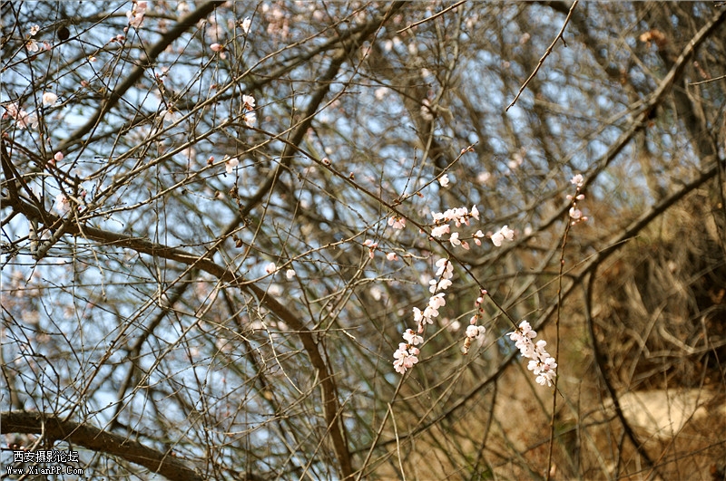 DSC_0819_副本.jpg