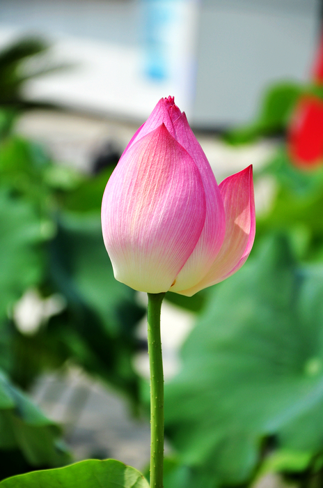nEO_IMG_DSC_0061.jpg