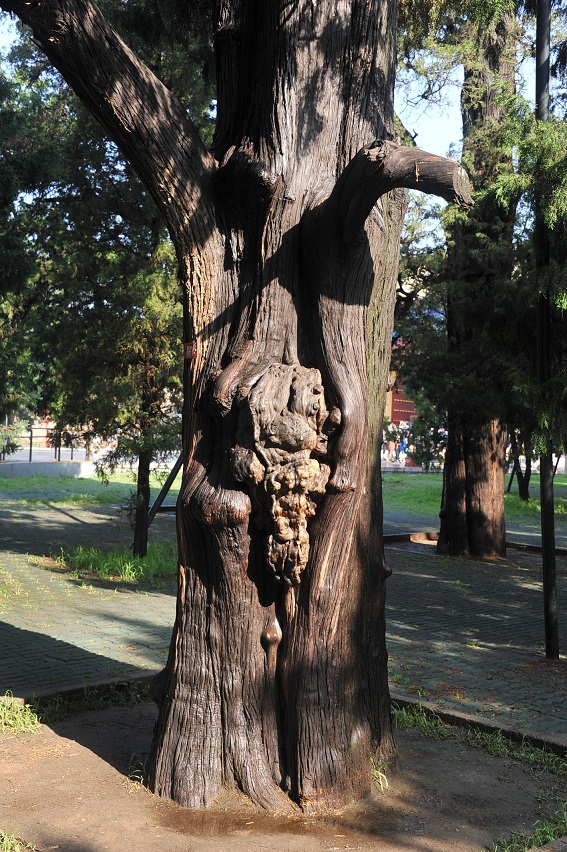 DSC_2562.JPG