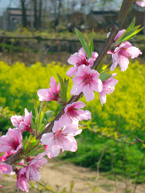 DSC03598_副本.jpg