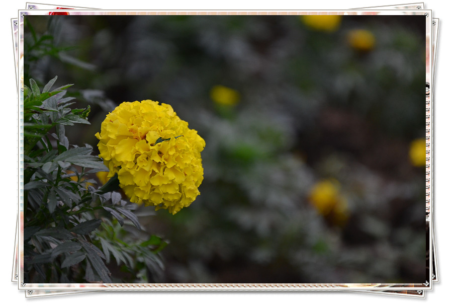 DSC_0090_副本.jpg