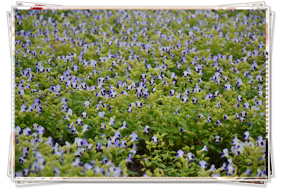 DSC_0026_副本.jpg