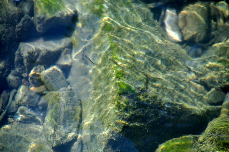 DSC_0466.jpg