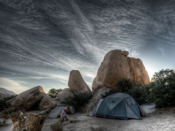 sunrise-joshua-tree-national-park_49046_600x450.jpg