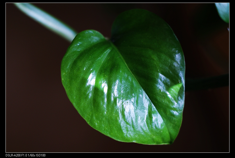DSC04213.jpg