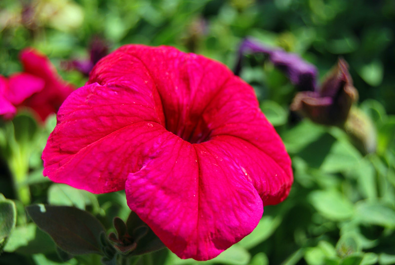 DSC_0732.jpg