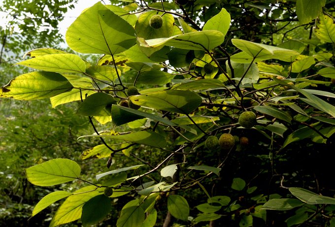 _DSC0008.JPG