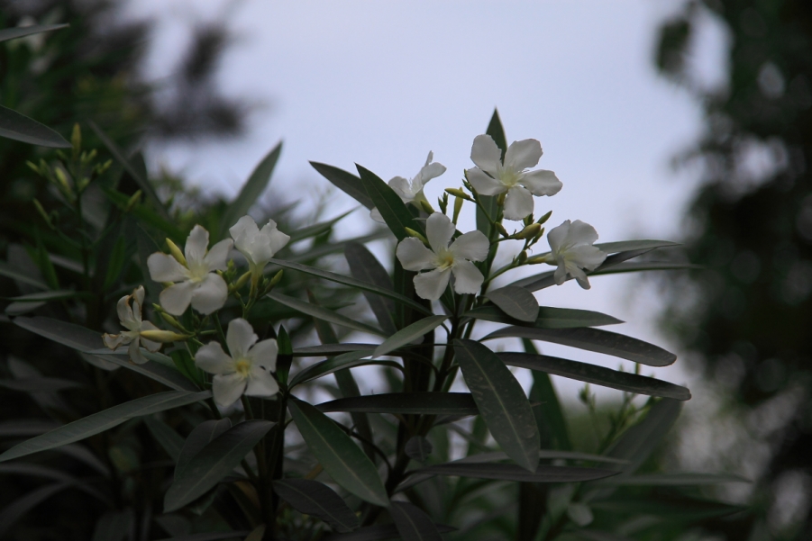 DPP_0019.JPG