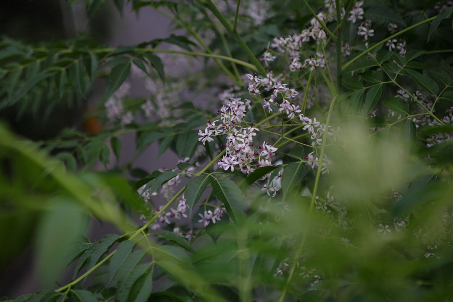 DPP_0050.JPG