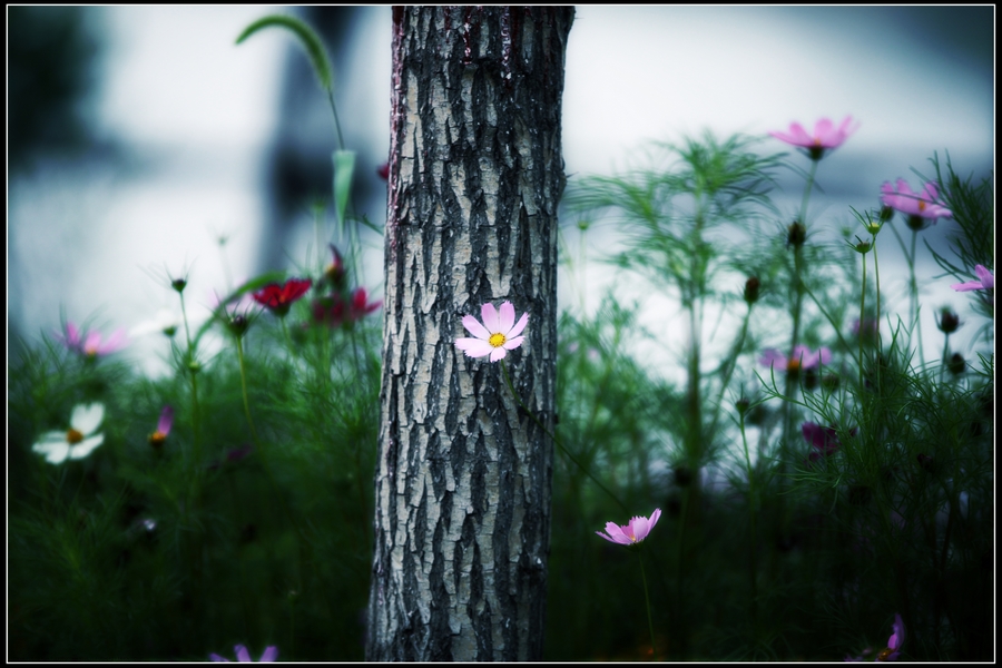 花草树木.jpg