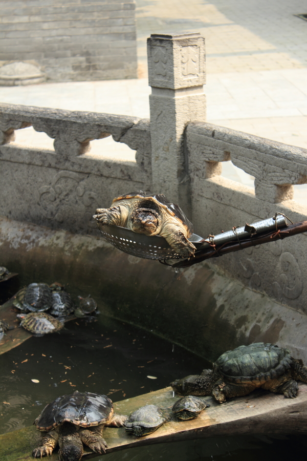DPP_0006.JPG