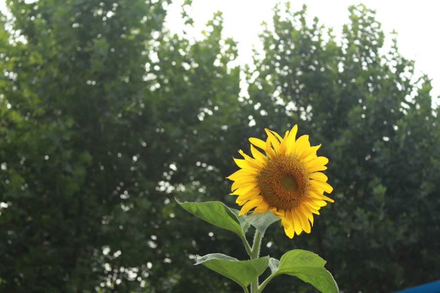 DPP_0014.JPG