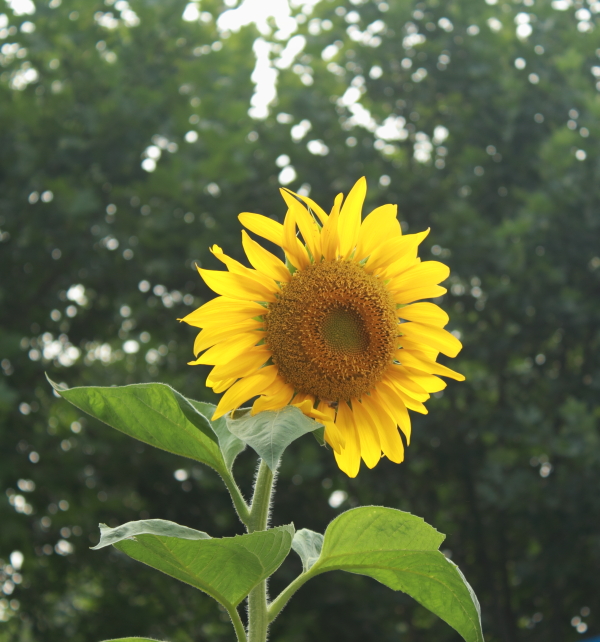 DPP_0015.JPG