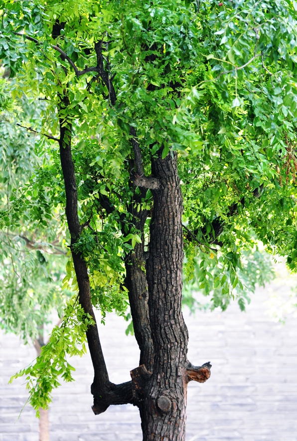 DSC_0037.JPG