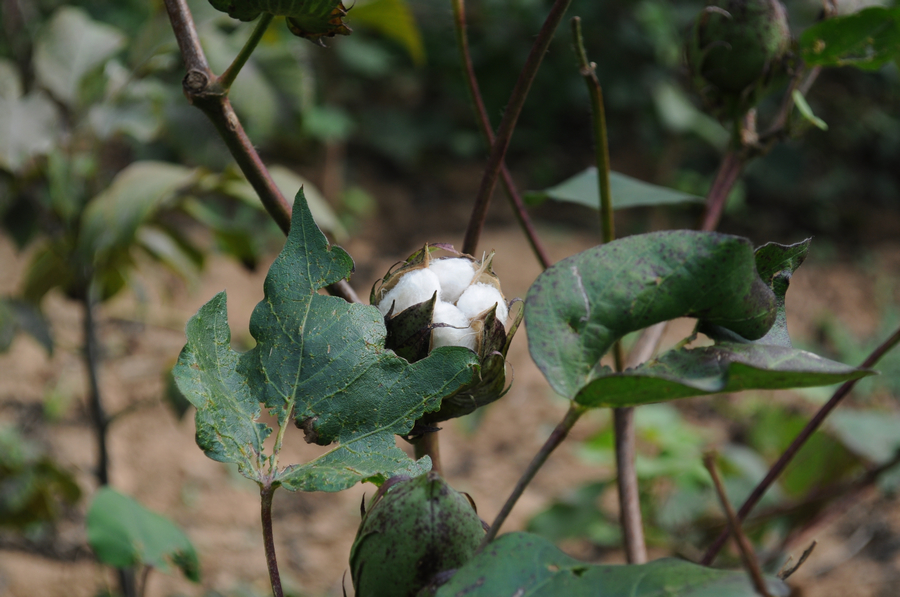 DSC_0176.jpg