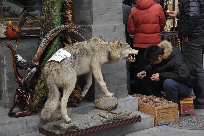 DSC_9135.JPG