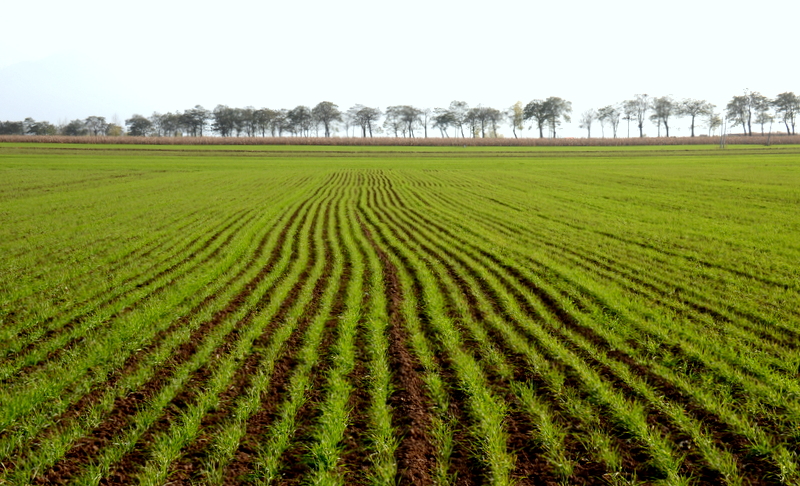 DSC_0995.jpg