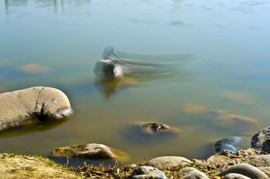 DSC_2930a.jpg