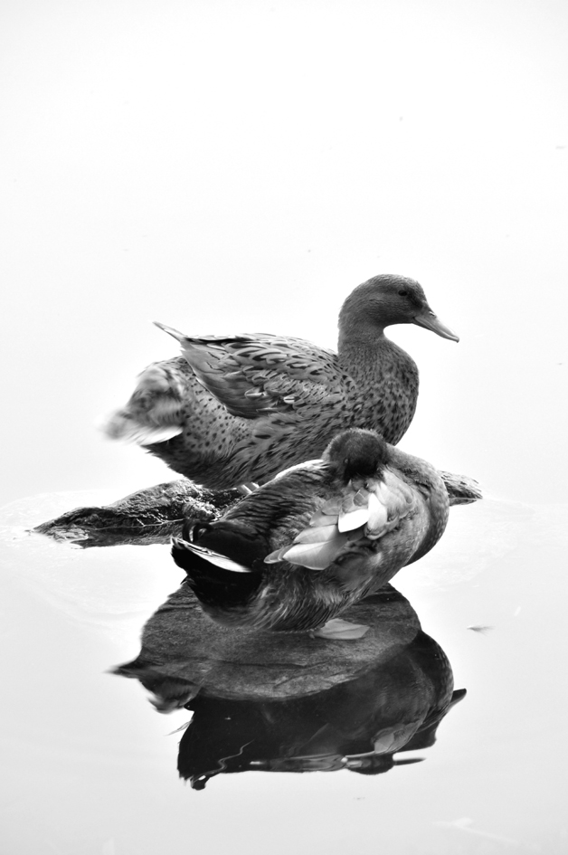 DSC_0418.JPG