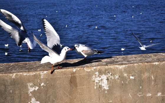 DSC_0071.jpg