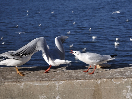 DSC_0081.jpg