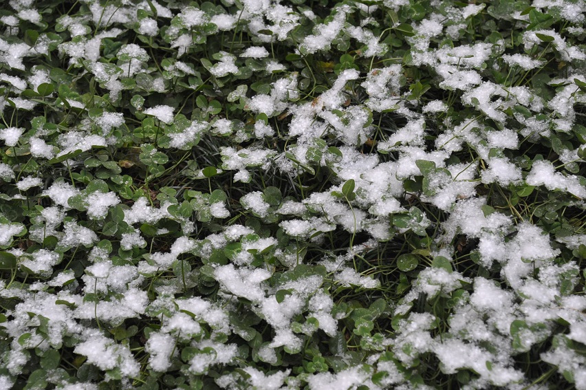 DSC_4273.JPG