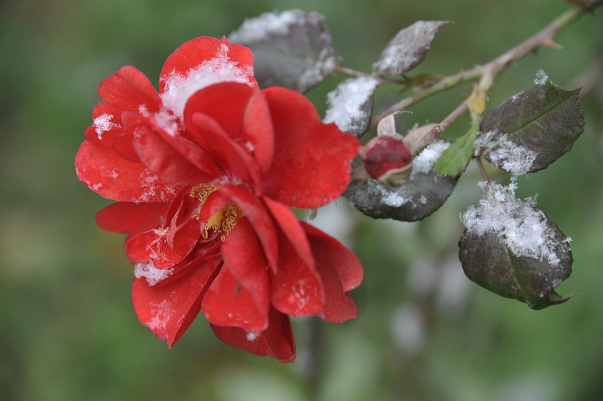 DSC_4278.JPG