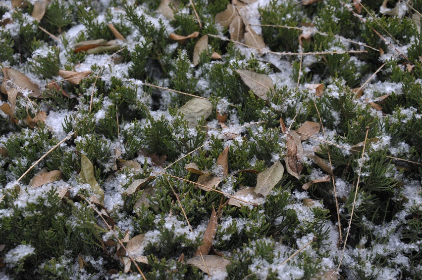 DSC_4289.JPG