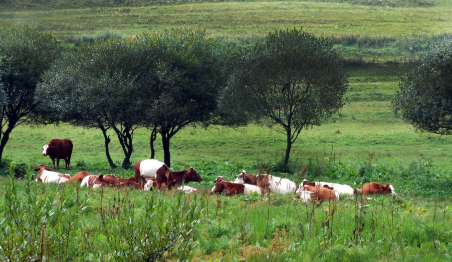DSCF9470.JPG