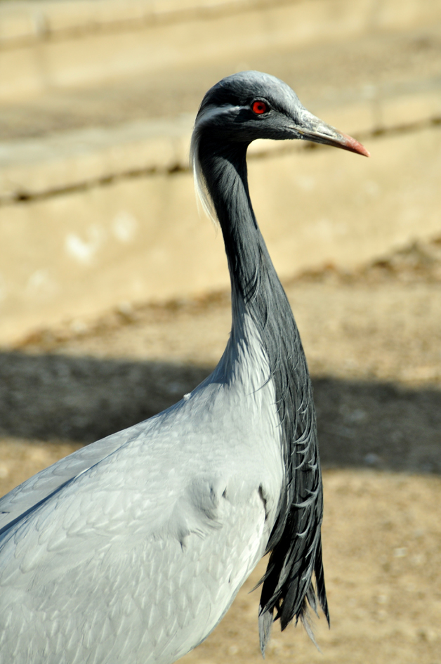 DSC_0145.JPG