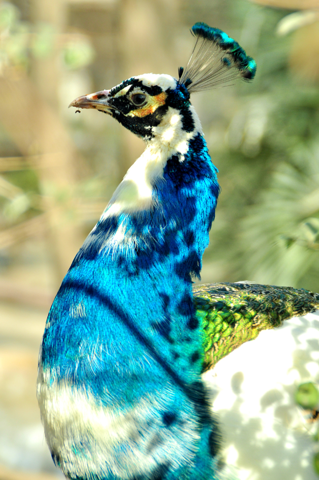 DSC_0210.JPG