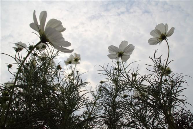 格桑花.jpg