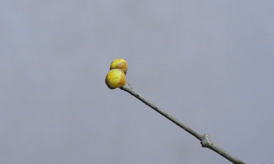 DSC_6032x.jpg
