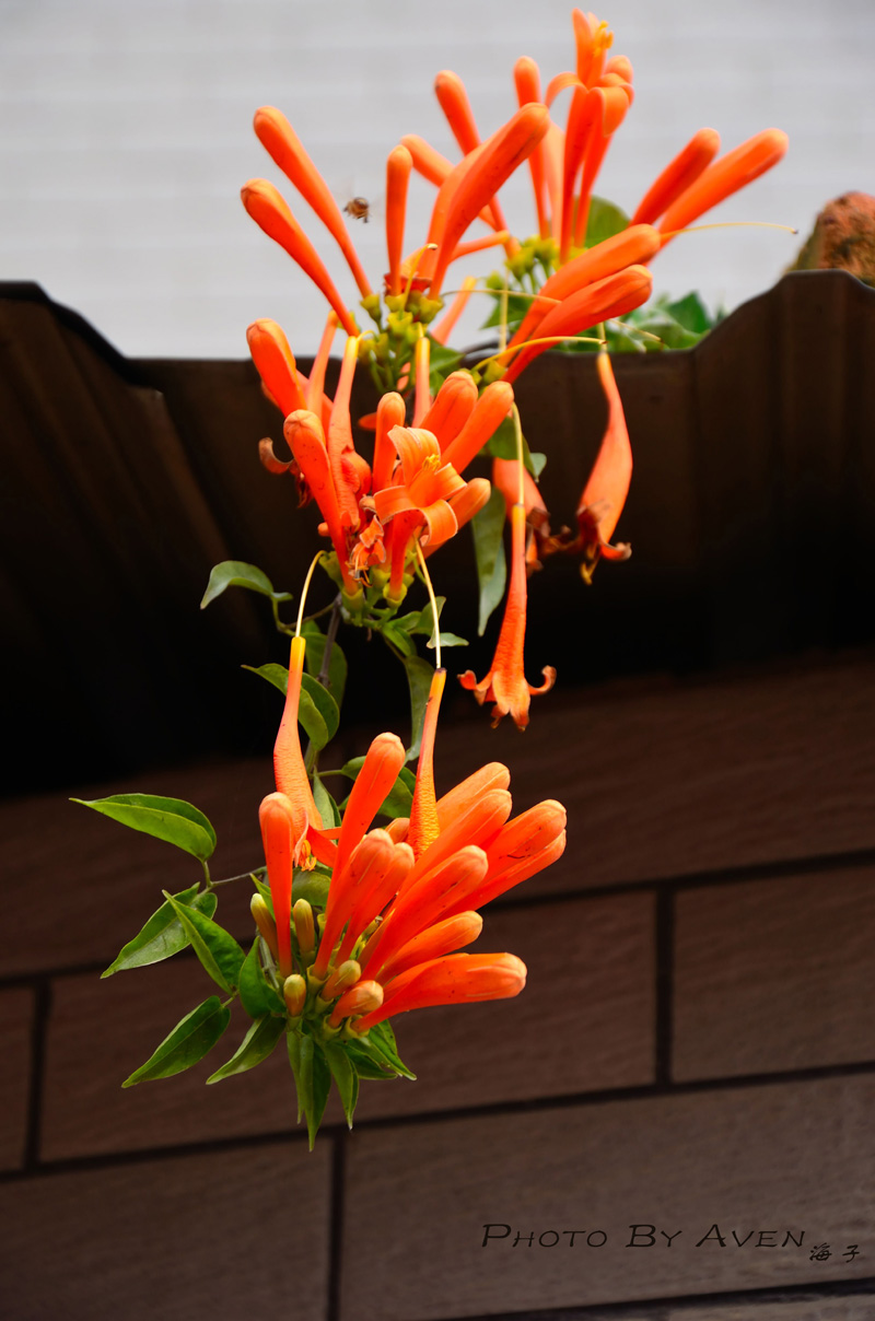 鞭炮花