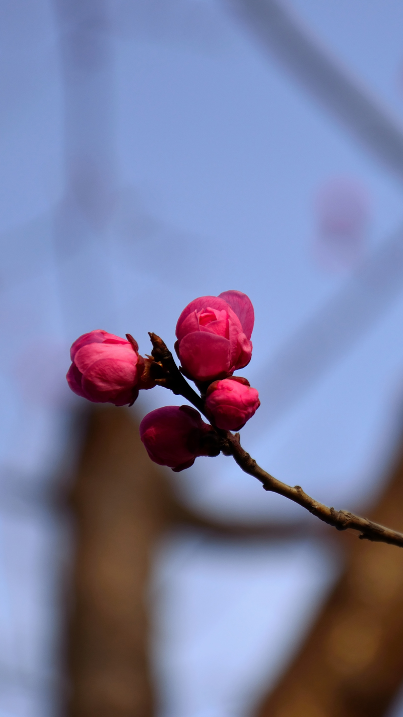 DSC_0182.jpg