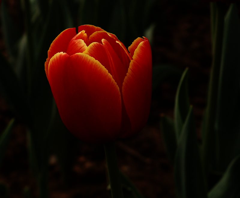 DSC09296.JPG