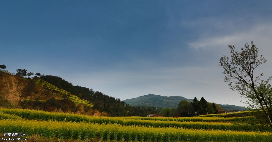 汉中油菜花 (4).jpg