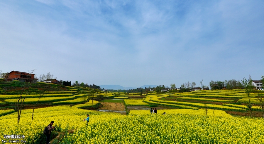 汉中油菜花 (12).jpg