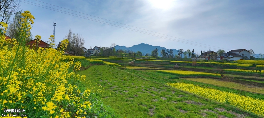 汉中油菜花 (15).jpg