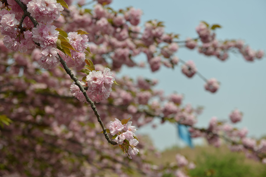 樱花