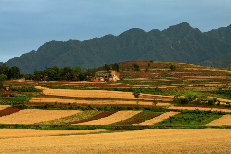 麦田8.jpg