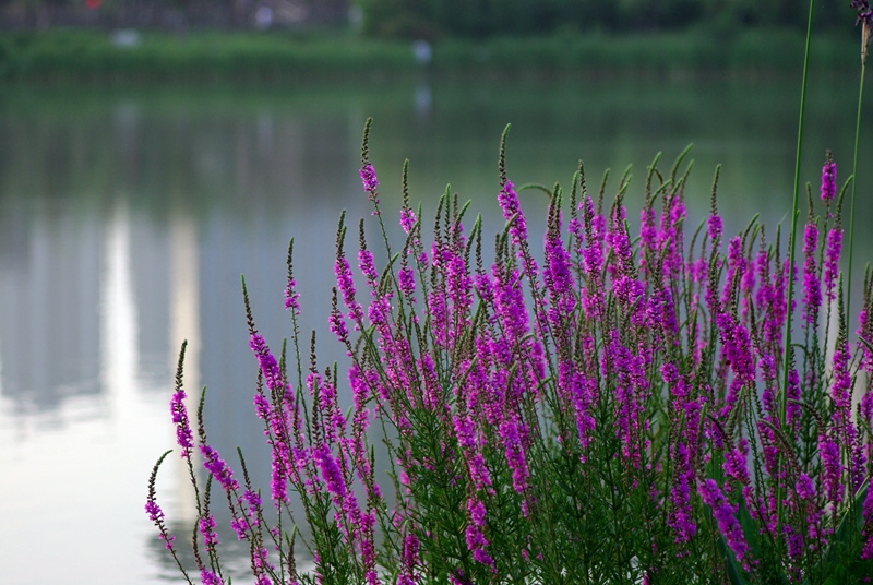 IMGP5991.jpg