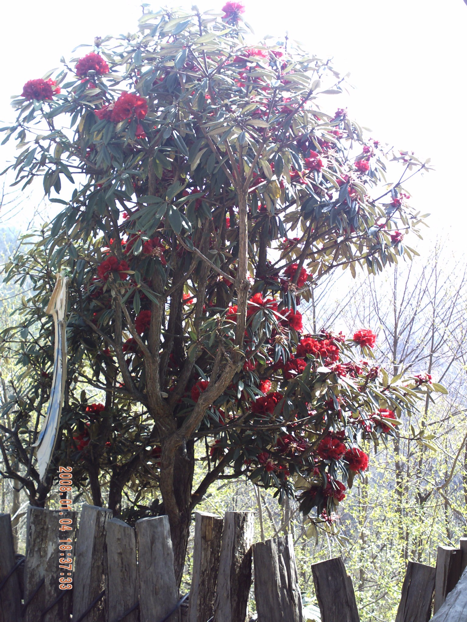 PICT0062.JPG