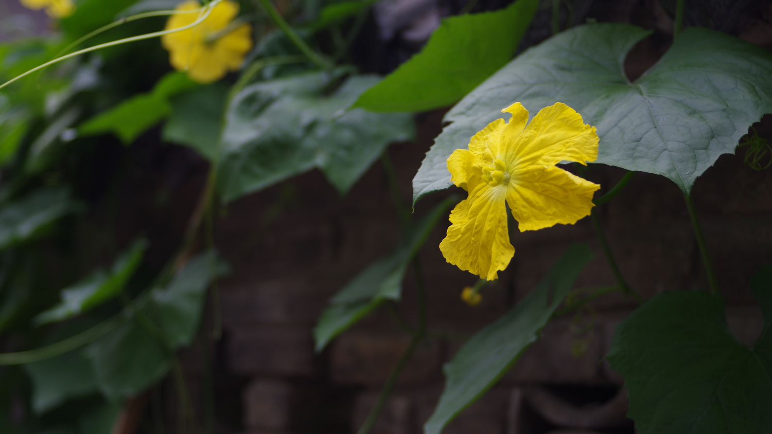 IMGP0643.jpg