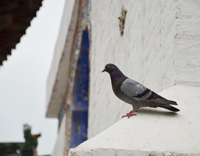 DSC_3000.jpg