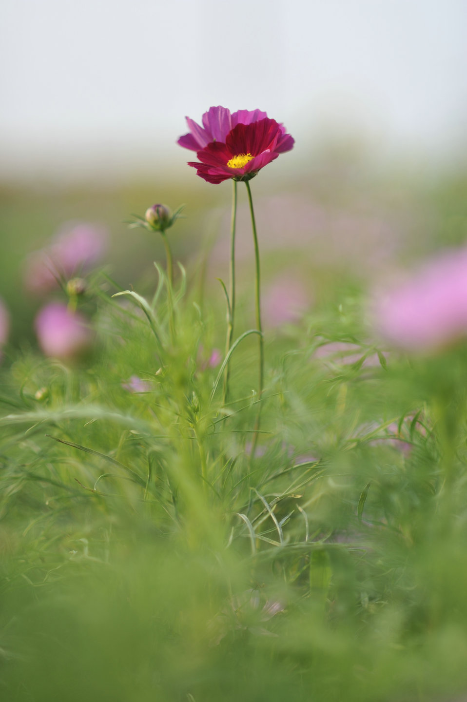 _DSC8063_00000021.jpg