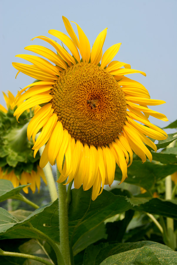楼观 葵花 (9).jpg