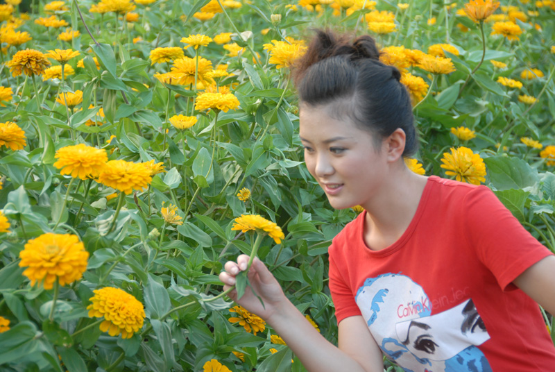 楼观 葵花 (24).jpg