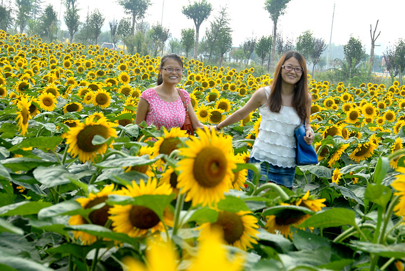 楼观 葵花 (25).jpg