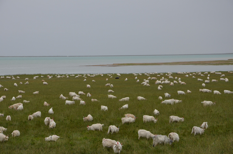 nEO_IMG_20130720-0727 青海行 761.jpg